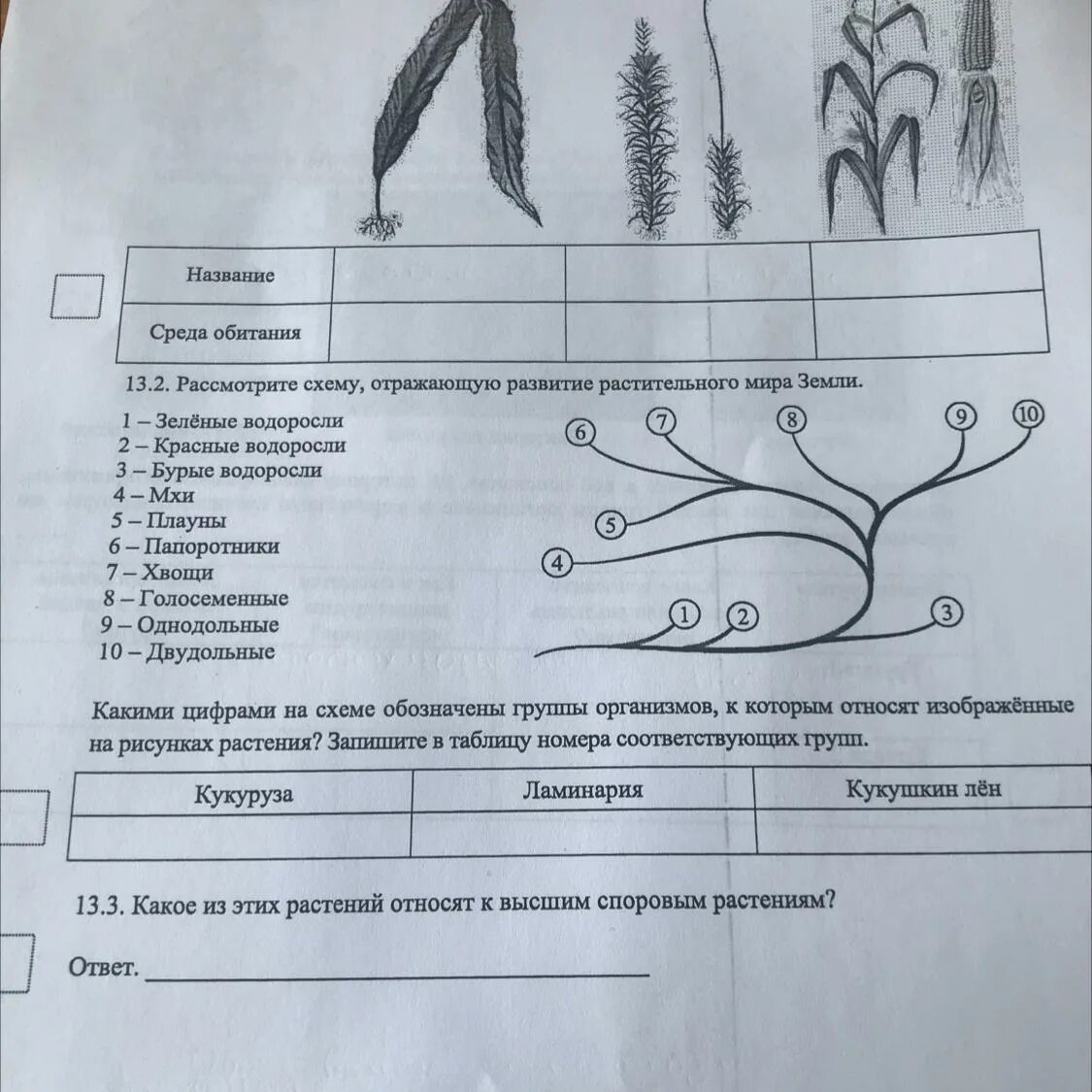 Впр голосеменные растения 7 класс. 1 Зеленые водоросли 2 красные водоросли 3 бурые водоросли 4 мхи 5 плауны.