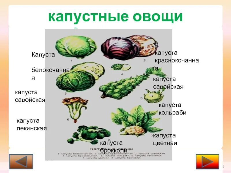 Классификация капустных овощей. Капустная группа овощей. Градация капустных овощей. Назовите виды капустных овощей.