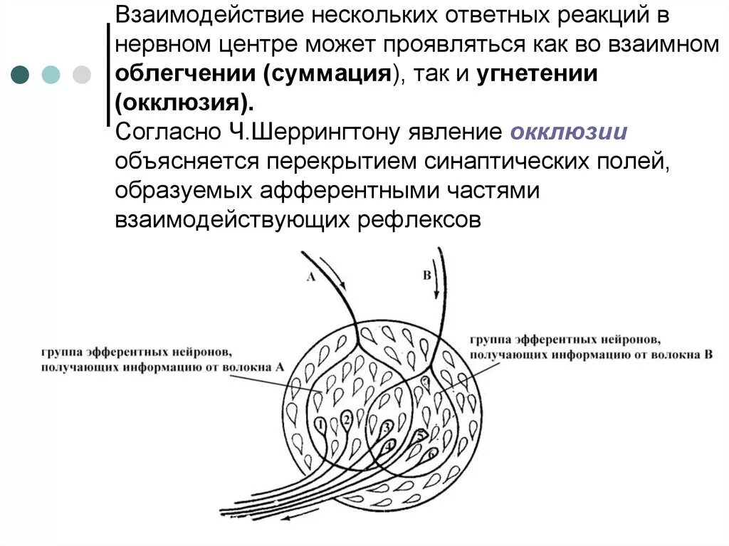 Принципы координационной деятельности цнс. Взаимодействие нервных центров. Механизмы взаимодействия нервных центров. Принципы функционирования нервных центров. Взаимодействие нервных центров.
