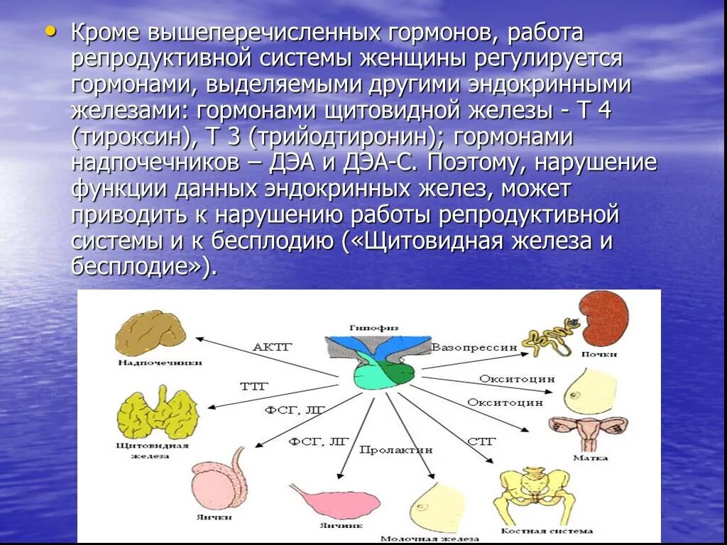 Функции репродуктивной системы человека. Железы репродуктивной системы. Функции репродуктивной системы женщины. Гормоны женской репродуктивной системы.