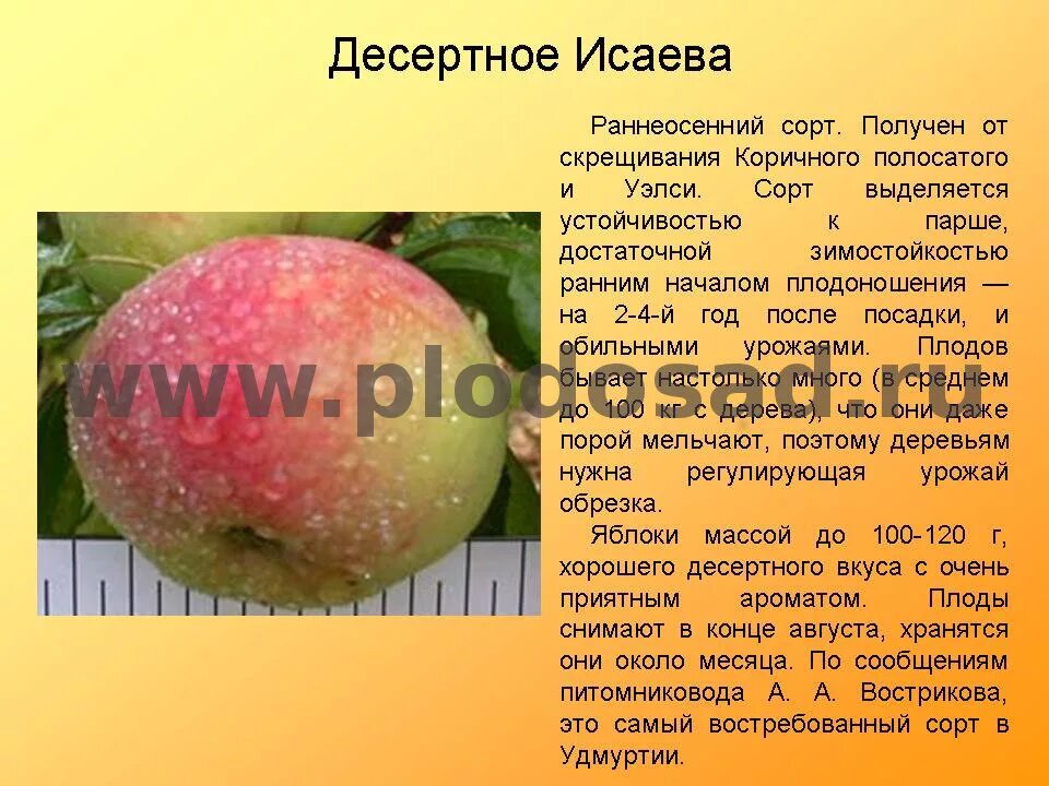 сорт яблони память исаева. яблоня десертное петрова. яблоня память исаева. десертное петрова белое. яблоня антоновка десертная.