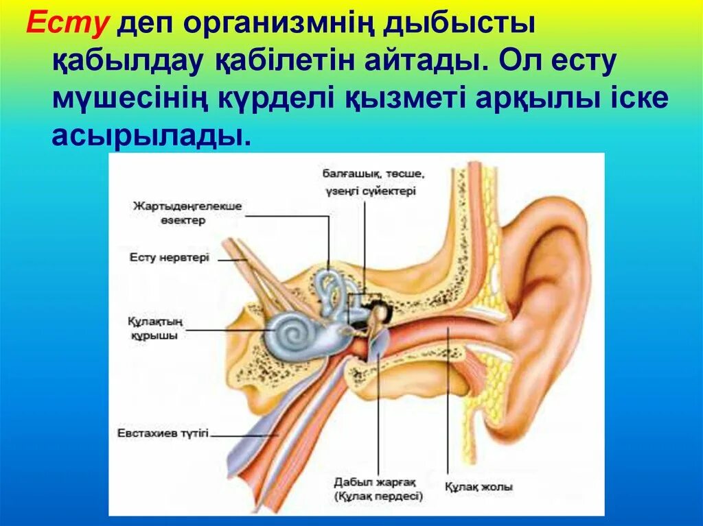 Есту места. Есту места