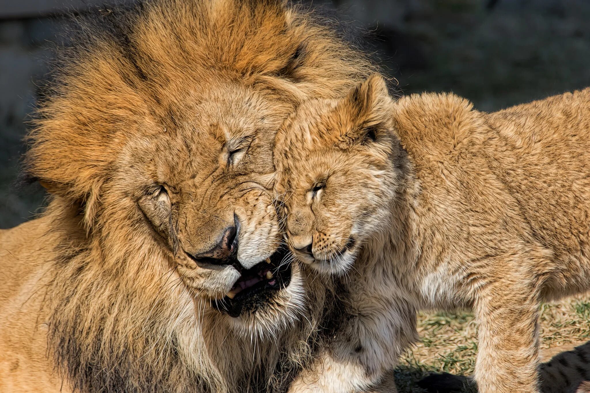 Loving lions