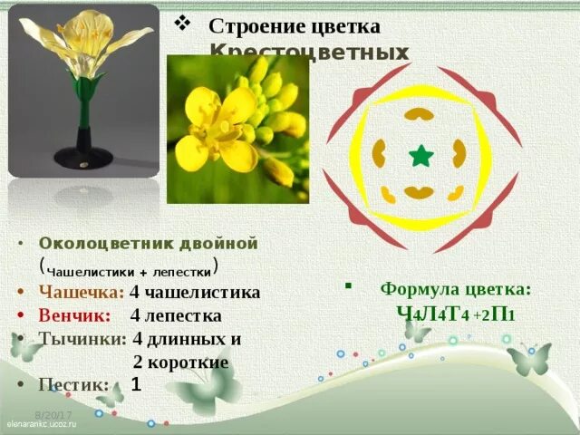 Семейство капустные околоцветник. Крестоцветные пестик. Схема цветка крестоцветных растений. Формула капустных крестоцветных. Семейство крестоцветные строение цветка.