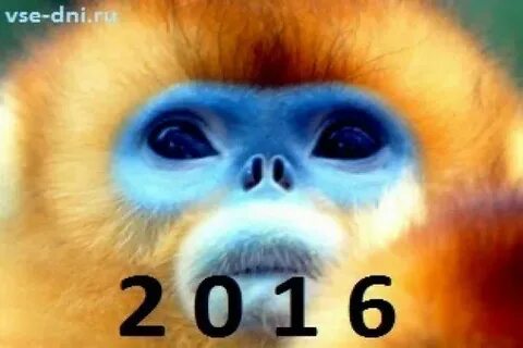 Какой год 2016 какие дети рождаются