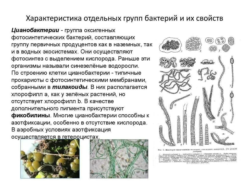 Царство бактерий водоросли. Группы бактерий цианобактерии. Общая характеристика царства бактерий 5 класс. Цианобактерии бактерии 5 класс биология. Прокариоты бактерии и цианобактерии.