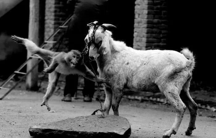 Совместимость козы в браке. Обезьяна и коза. Козел и обезьяна. Обезьяна и баран. Овечка и обезьяна.