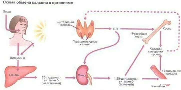 Обмен кальция в организме схема. Обмен кальция и фосфора в организме схема. Схема регуляции обмена кальция. Регуляция обмена кальция в организме схема.