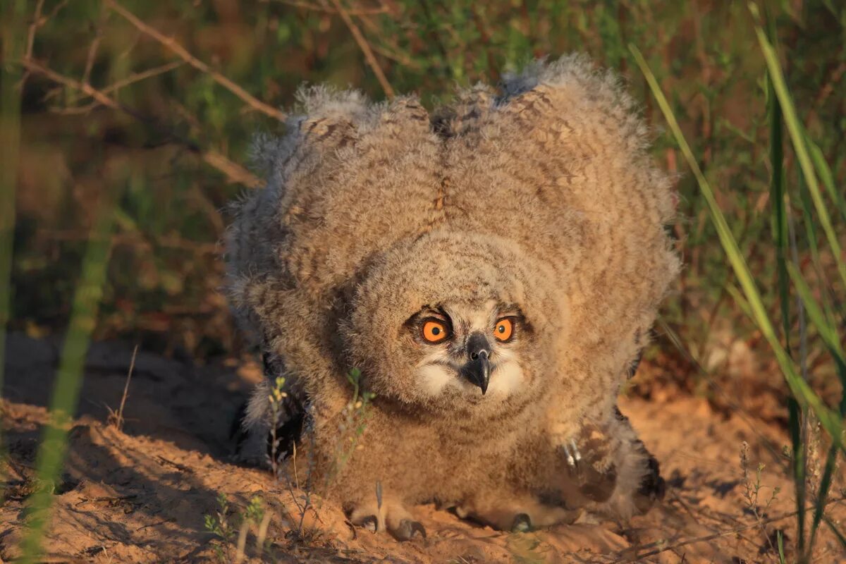 болотная сова. полярная ушастая сова. астраханские совы. ушастая сова астрахань. астрахань филины.