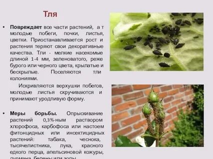 Типы повреждений насекомых