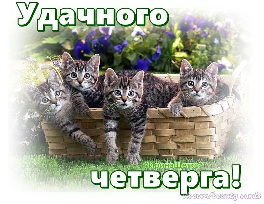 Доброе февральское утро четверга. Хорошего четверга с котиками. Классного четверга. Удачного четверга и хорошего настроения. Открытки с добрым четвергом.