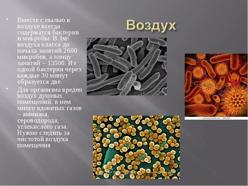 Микроорганизмы воздуха помещений. Бактерии в воздухе. Микроорганизмы в воздухе. Микробы в воздухе. Микроорганизмы обитающие в воздухе.