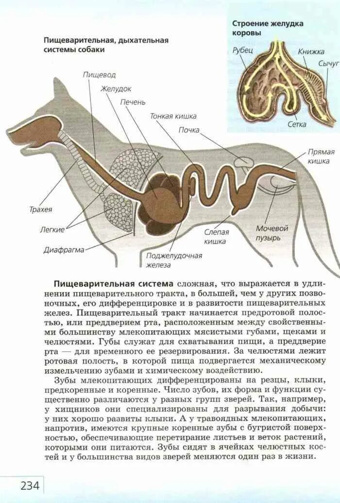Строение ротовой полости животных. Строение пищеварительной системы собаки. схема органов пищеварительной системы у собаки. система органов дыхания собаки. пищеварительная дыхательная и выделительная системы собаки.