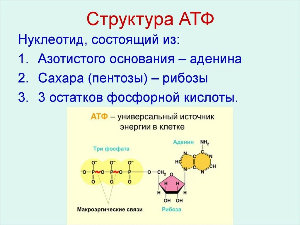 АТФ хим структура. Схема строения АТФ биология 10 класс. Химическая структура АТФ. На каких этапах происходит образование атф
