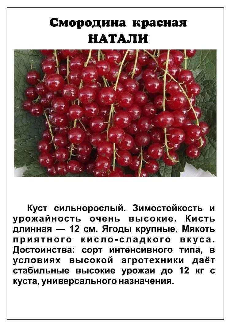 Какой размер смородины