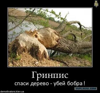 Ты погубила мою сосну
