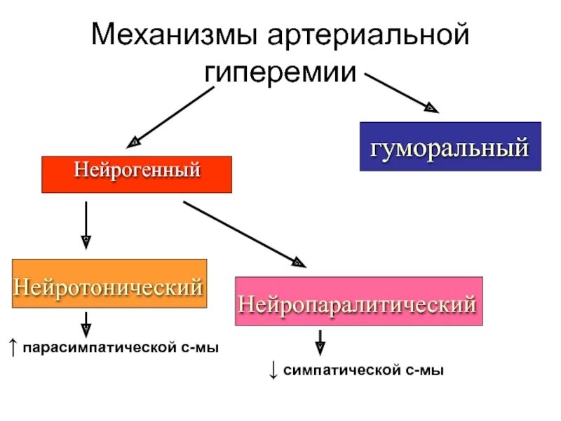 Артериальная гиперемия воспаление. Нейрогенный и гуморальный механизм артериальной гиперемии.. Механизмы возникновения артериальной гиперемии. Механизмы развития патологической артериальной гиперемии. Нейрогенного механизма развития артериальной гиперемии.