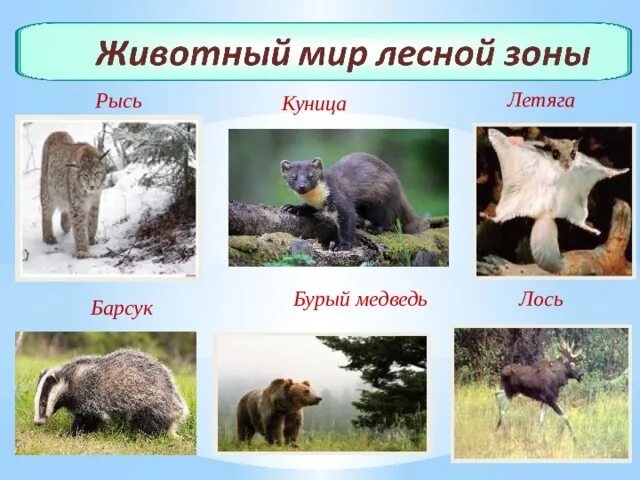 Рысь и куница. Определи животные лесной зоны. медведь барсук. в какой лесной зоне живёт бурый медведь и рысь.