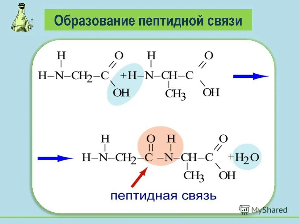 Реакции образования связи с с. Аминокислоты схема образования пептидной связи. Образование пептидной связи формула. Пептидная связь аминокислот формула. Образование пептидной связи между аминокислотами реакция.