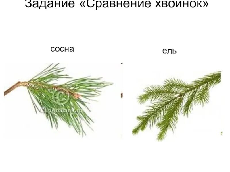 Где находится ели. Ель обыкновенная хвоинки. Хвоинки дерева ель обыкновенная. Ель обыкновенная хвоинки хвоинки. Хвоинки сосна и ель.