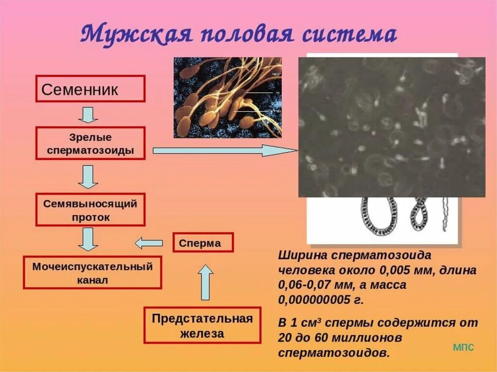 Размножение человека биология 6 класс. Размножение половая система человека. Размножение половая система биология. Половая система человека презентация. Половая система биология 8 класс.