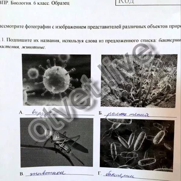 Впр по биологии номер 3.1. Рассмотрите фотографии с изображением. Расмотри те фотографии с изображение. Рассмотрите фотографии с изображением различных. ВПР по биологии 5 класс бактерии вирусы животные.