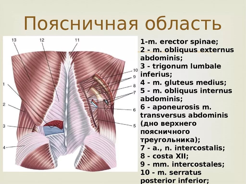 Фасции спины. Поясничный ромб Лесгафта-Грюнфельда. Поясничная область топографическая анатомия. Мышцы поясничной области топографическая анатомия. Поясничный треугольник Пти границы.