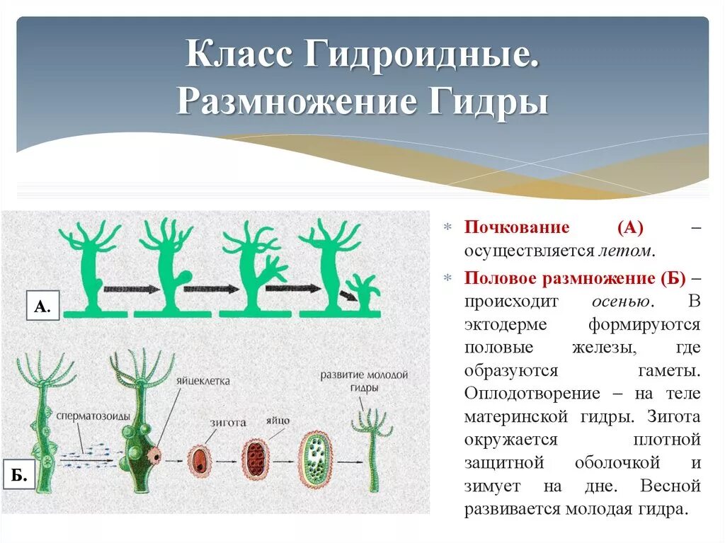 Условия бесполого размножения. Размножение гидроидных кишечнополостных. Схема бесполого размножения гидры. Размножение гидры пресноводной. Бесполое размножение гидры пресноводной.