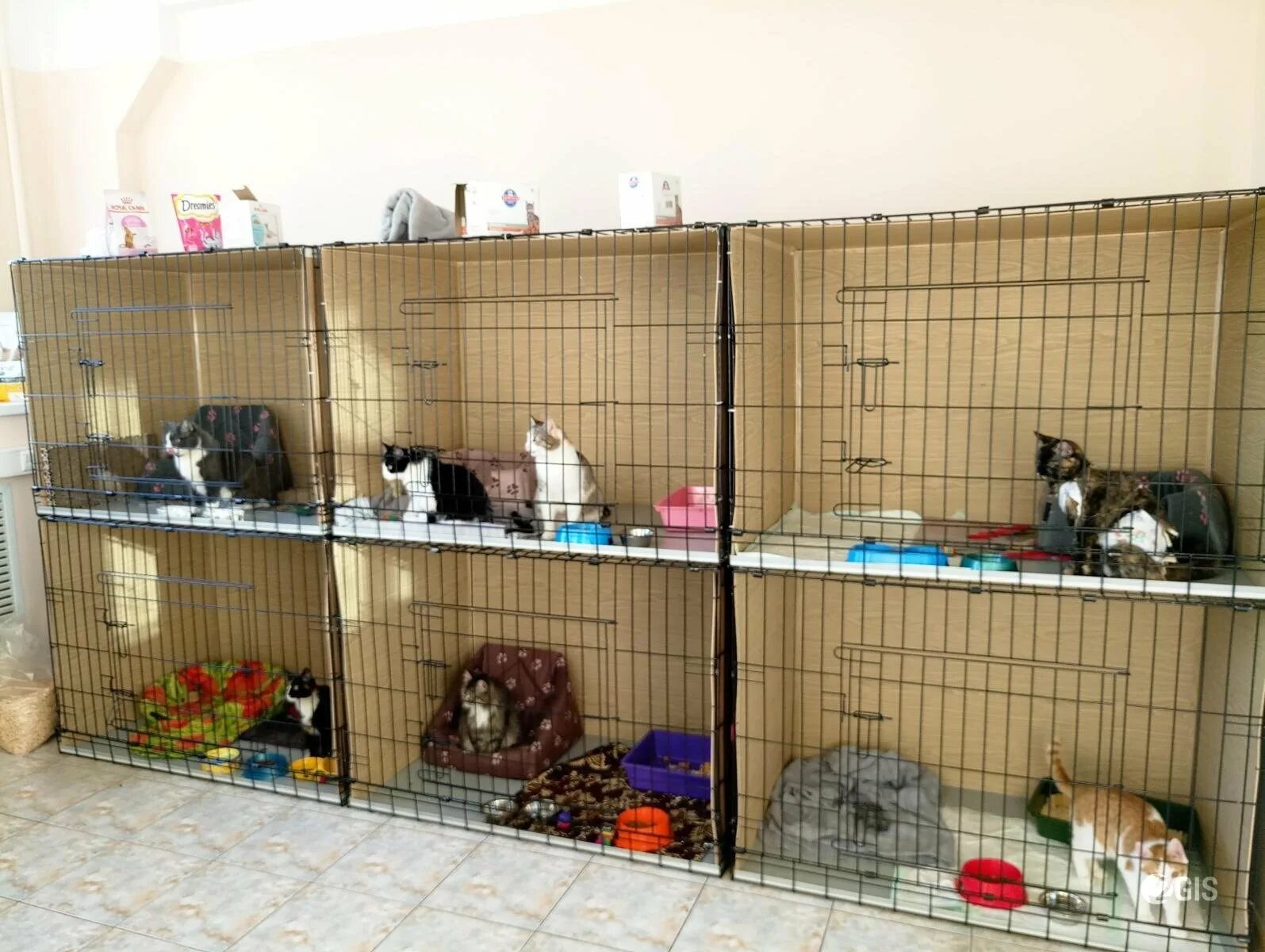 Вольеры для приютов. Кошачий приют. Приюты для животных в с наружи. Приют для животных в чебоксарах тракторостроителей 108. Гостиница для кошек.