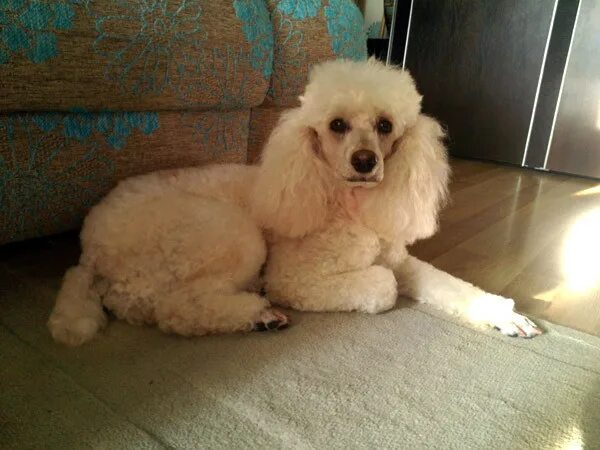 пудель в руки. пудель в руки. пудель в руки. ричи малый пудель.