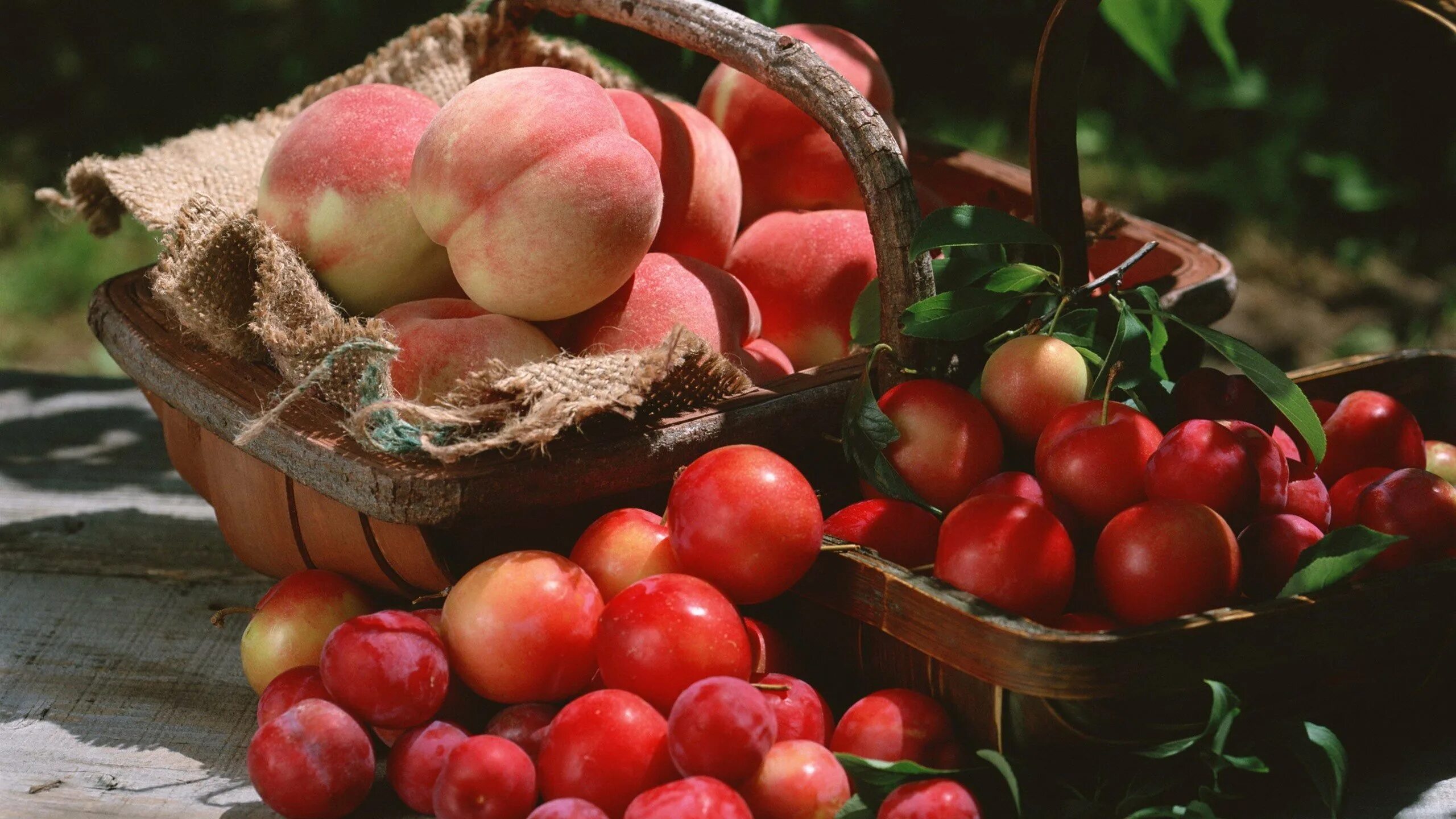 Персики в огороде в аптеке. Персики весовые, 1 кг. Деревянные ящики для персиков. Персики в огороде в аптеке. Самоплодные сорта абрикосов.