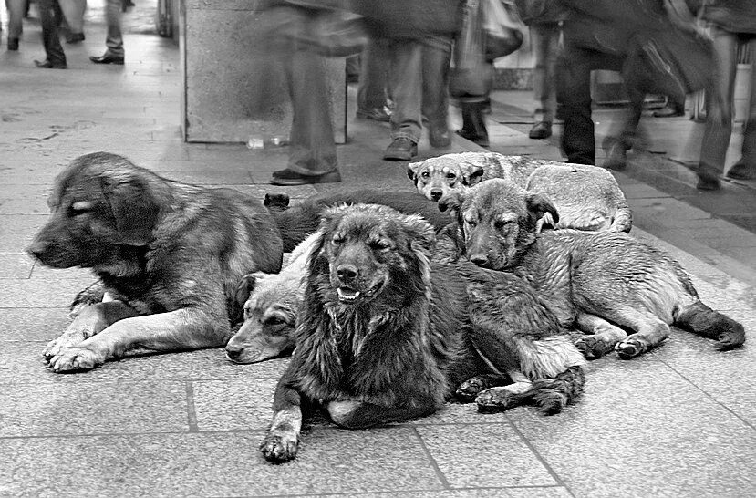 Бездомные животные старый оскол. Бездомные собаки Тбилиси. Собачья стая. Бездомные животные в Англии. Бездомные животные Батуми.