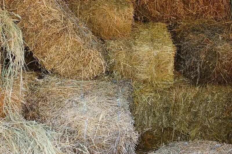 Какое должно быть сено. Сено для коров. солома для коров. сено разнотравье. сено для крс.