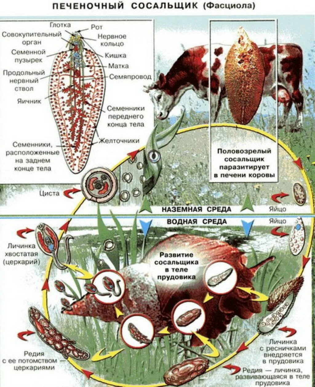 Цикл развития печеночного сосальщика. Цикл развития печеночного сосальщика биология. Жизненный цикл печёночного сосальщика биология. Жизненный цикл печеночной двуустки схема. Личиночных стадий сосальщиков