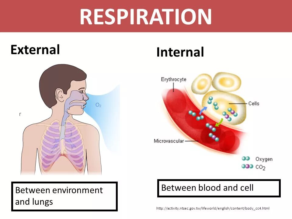 Internal meaning. External respiration. external and internal. respiration lungs. breathing vs respiration.