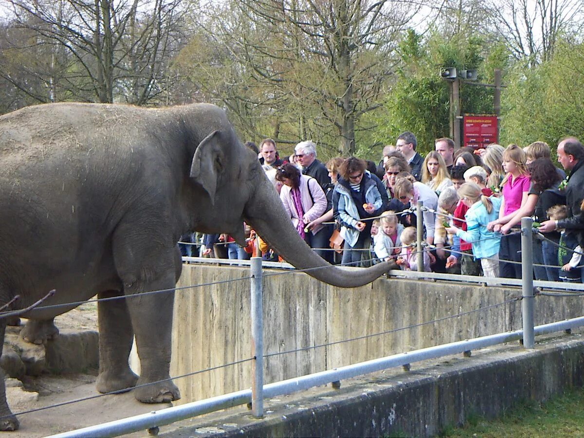 Зоопарк в Амстердаме. Слоны в зоопарке. Слоник в зоопарке. Современный зоопарк.