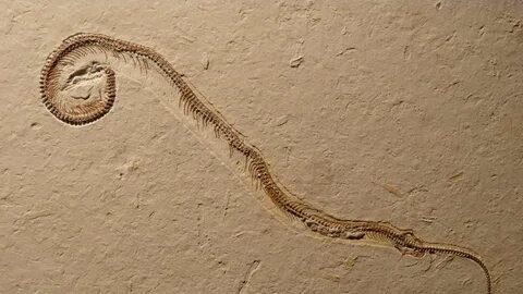 Snake legs