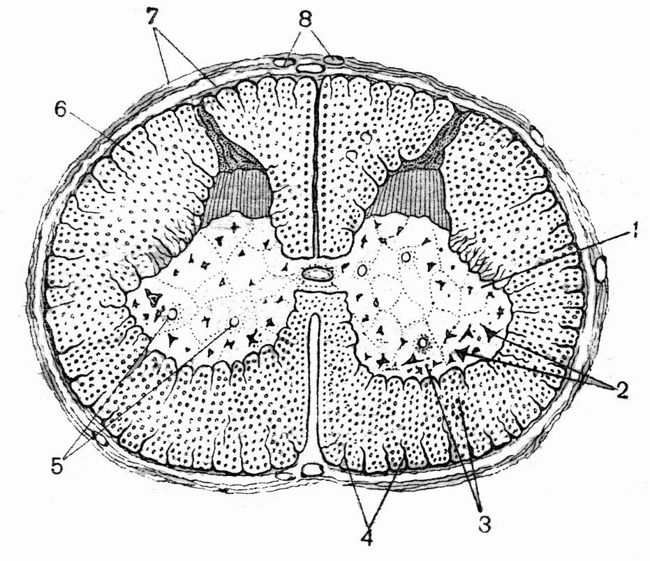 Нервные клетки спинного мозга гистология. Мультиполярные клетки серого вещества спинного мозга гистология. Мультиполярный Нейрон спинного мозга гистология рисунок. Клетки спинного мозга гистология.