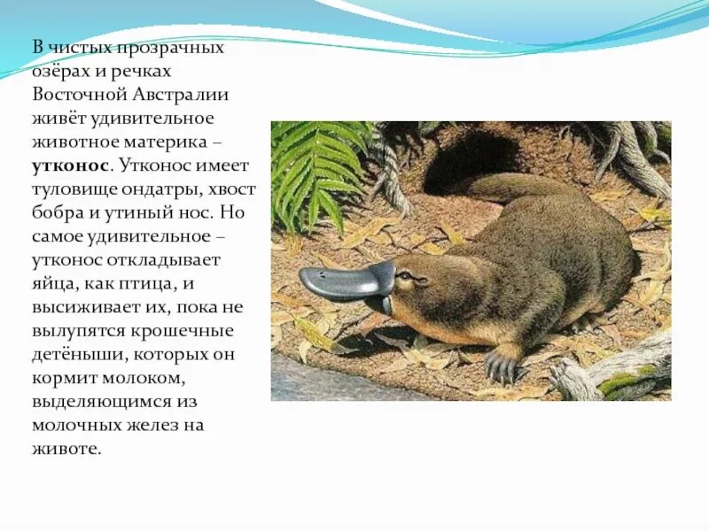 Ареал обитания кенгуру в австралии. На каком материке живет утконос. Утконос животное. Ехидна яйцекладущие. Утконос материк.