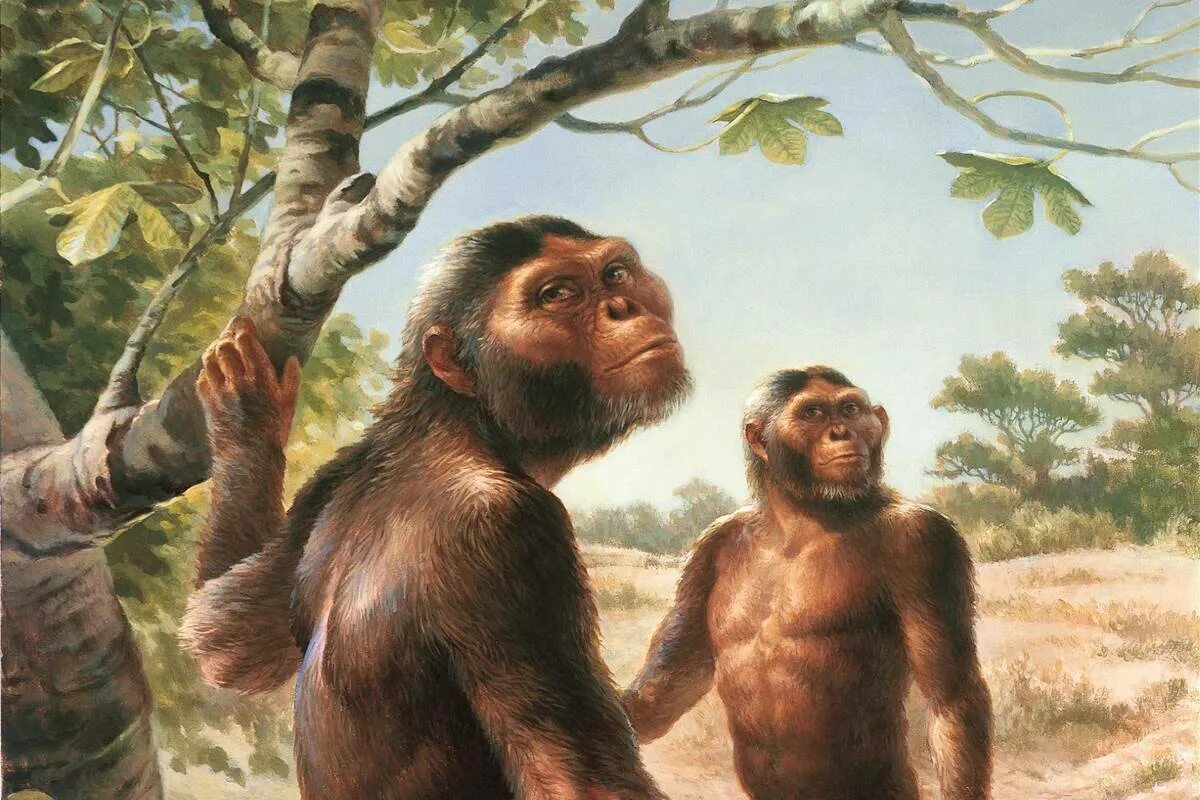 Сходство человека и обезьяны. У человека как и у человекообразных обезьян есть. Человек и человекообразные обезьяны. Глаз бонобо крупно. Человек как и человекообразные обезьяны имеет.