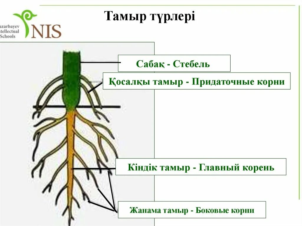 Придаточные корни на листе. Тамыр. Придаточные корни. Боковые корни главный корень стебель. Тамыр деген не.