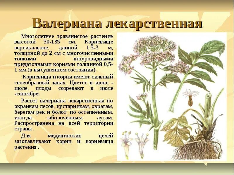 Валериана клубненосная (Valeriana tuberosa). Валериана. (Valeriana officinalis). Валериана многолетнее растение. Соцветие валерианы. Скольки лет можно валерьянку