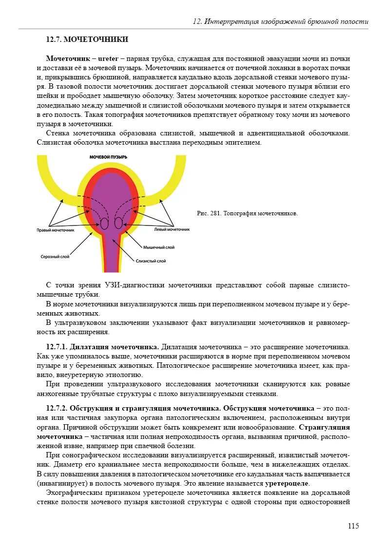 Каким размером мочеточники