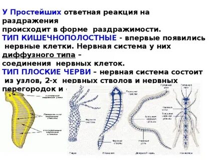 Впервые нервная система появилась у