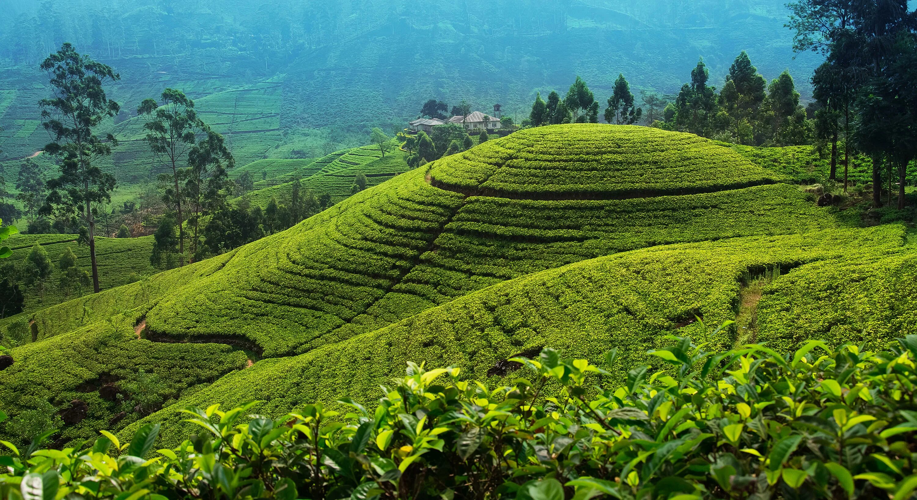 Плантации чая Цейлон. Чайные плантации Нувара Элия. Шри Ланка плантации чая. Шри Ланка чайные плантации Нувара Элия. Шри ланка специализация