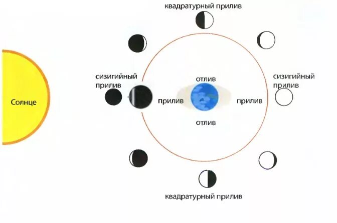 Фазы приливов. Зависимость приливов и отливов от фазы луны. земля луна отлив прилив схема. схема влияние луны на землю. схема приливов и отливов на земле.