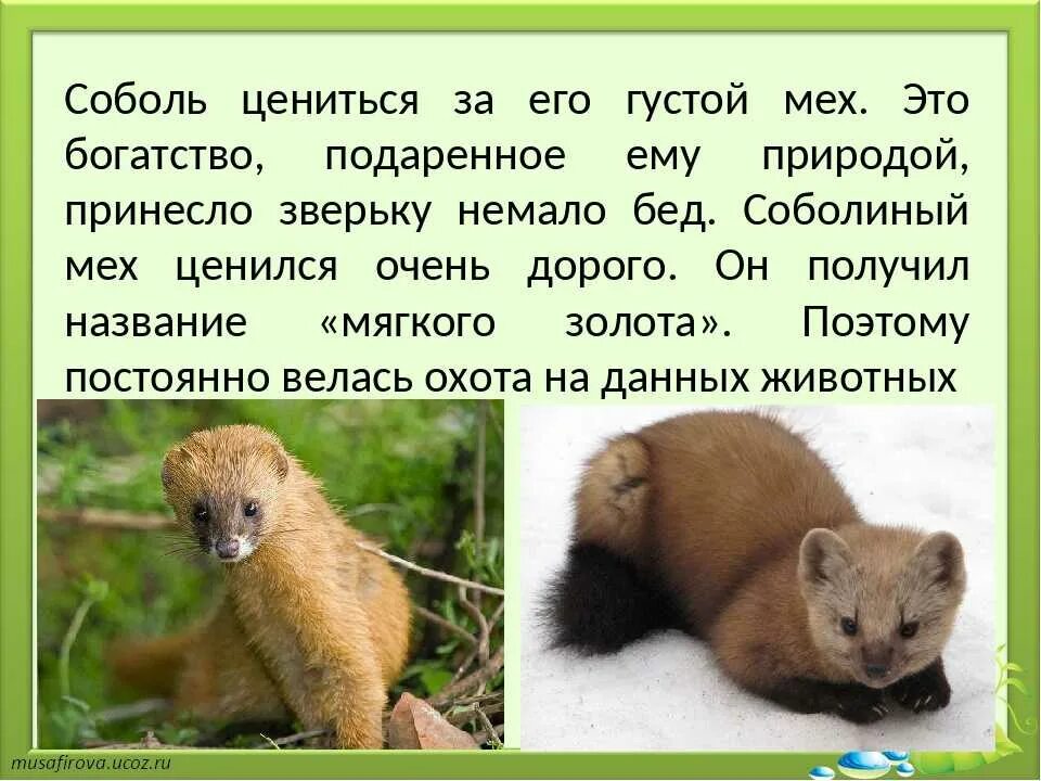 В настоящее время соболь встречается. Интересные факты о соболе. сообщение о соболе. соболь описание животного. соболь рассказ.