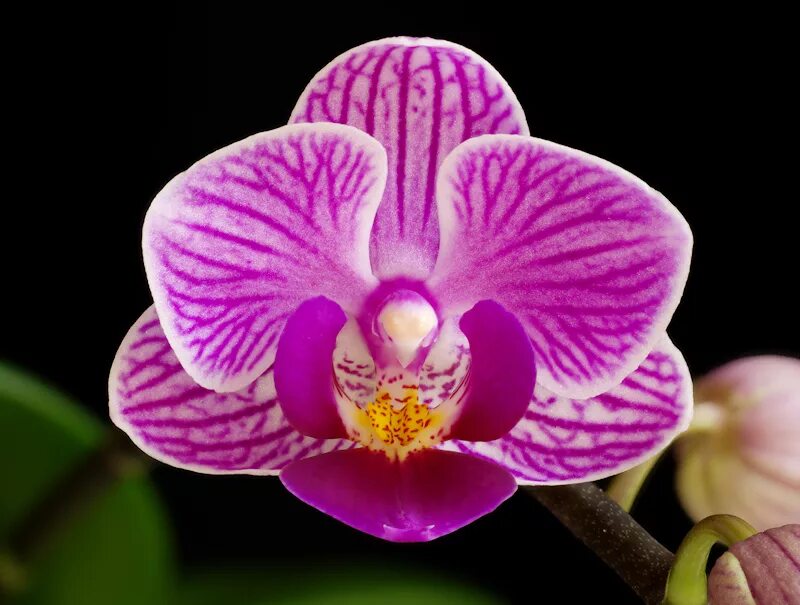 мини фаленопсис сого вивьен. фаленопсис сого вивьен. сого вивьен орхидея. орхидея сого вивьен. сого вивьен орхидея.