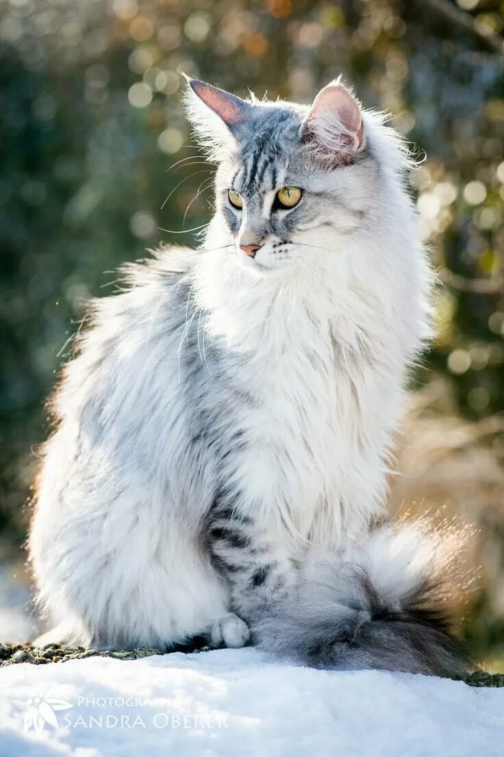 Серебристые породы кошек. Норвежская длинношерстная Лесная кошка. Норвежская Лесная кошка голубая. Бурмилла длинношерстная. Сибирская кошка короткошерстная серебристая.