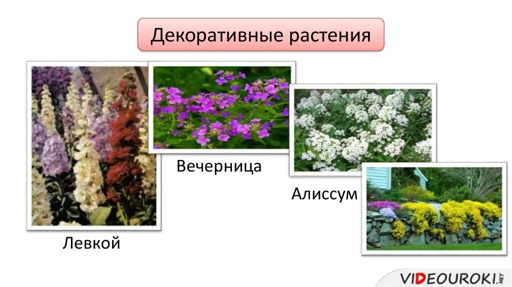 крестоцветные зелень. корнеплоды семейства крестоцветных. корнеплоды семейства крестоцветных. двудольные крестоцветные. корнеплоды семейства крестоцветных.